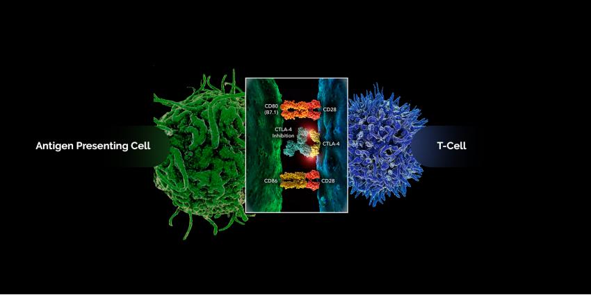 immuno-induced colitis